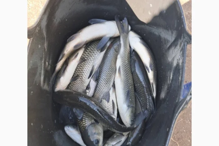 Живая рыба ОПТ Зарибок Карась- фото № 4