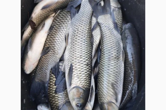 Живая рыба ОПТ Зарибок Карась- фото № 5