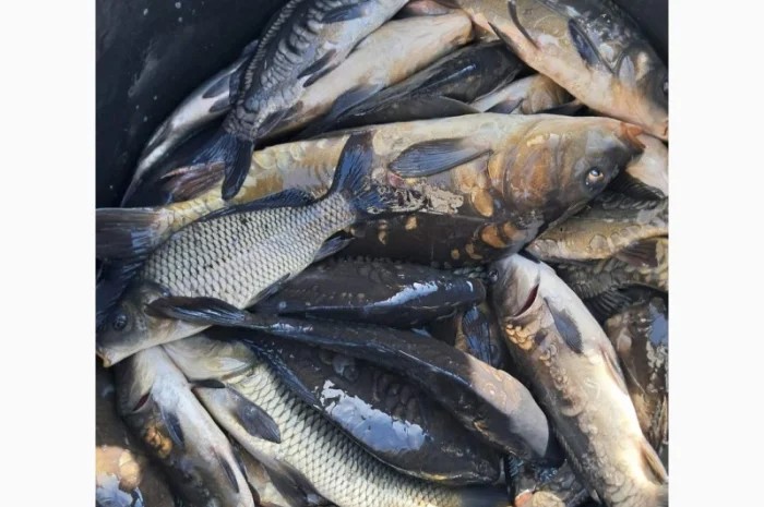 Живая рыба ОПТ Зарибок Карась- фото № 6