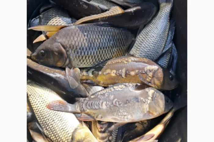 Живая рыба ОПТ Зарибок Карась- фото № 9