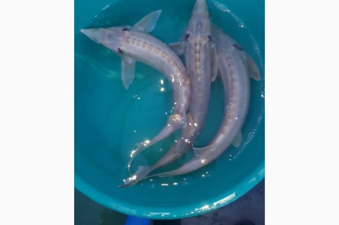 Заказы на оплодотворенную икру и молодь рыб- фото № 1