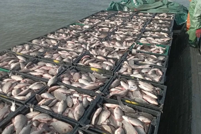 Продам КАРАСЬ живой(невод)- фото № 1