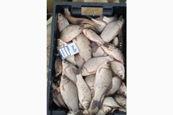 Продам КАРАСЬ!!!толстолоб- фото № 1