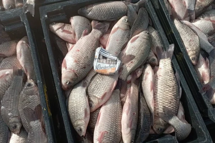 Продам КАРАСЬ!!!толстолоб- фото № 2