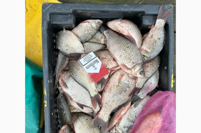 Продам КАРАСЬ!!!толстолоб- фото № 4