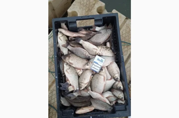 Продам КАРАСЬ!!!толстолоб- фото № 5