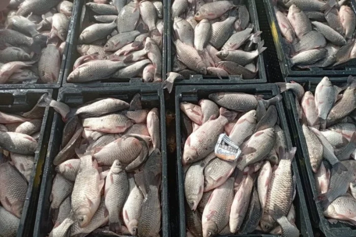 Продам КАРАСЬ!!!толстолоб- фото № 6