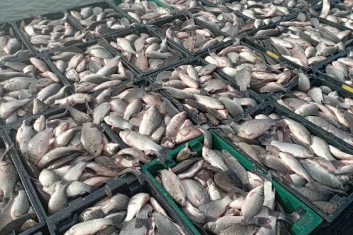 Продам КАРАСЬ!!!толстолоб- фото № 7