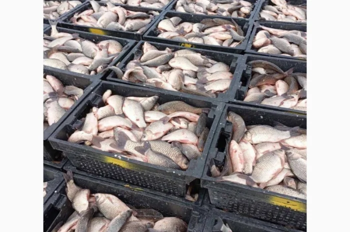 Продам КАРАСЬ!!!толстолоб- фото № 8