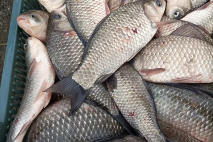 Продам живий карась- фото № 1