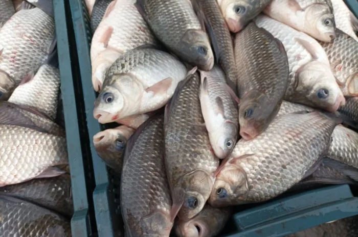 Продам живий карась- фото № 2