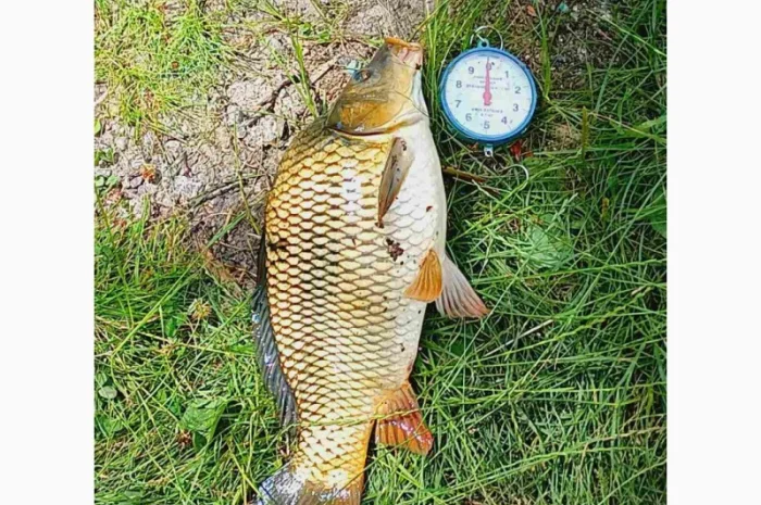 Продаж ставковой риби малька однорічку та двох річку- фото № 1