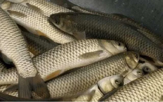 Продам живу рибу :Судак, лящ, окунь, короп лускатий та голий- фото № 1