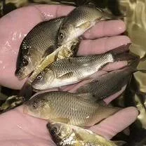 Продам живу рибу :Судак, лящ, окунь, короп лускатий та голий- фото № 2