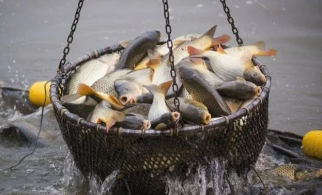 Продам рыбу живую- фото № 2