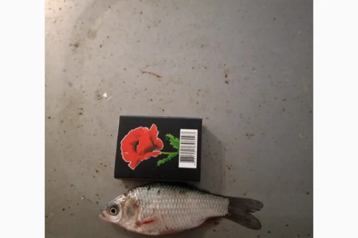 Живец Карася на продажу- фото № 1