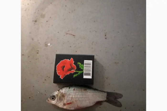 Живець Карася- фото № 1