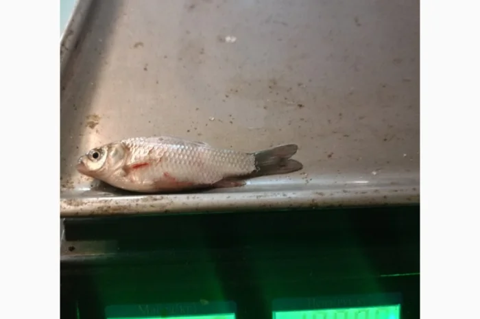 Живец Карася на продажу- фото № 3