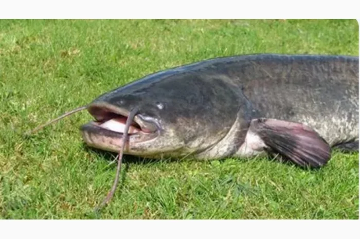 Продам сом речной- фото № 1