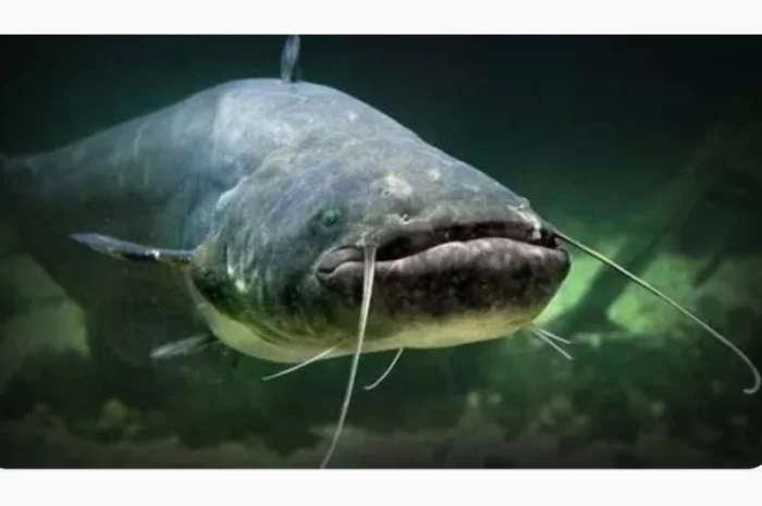 Продам сом речной- фото № 2