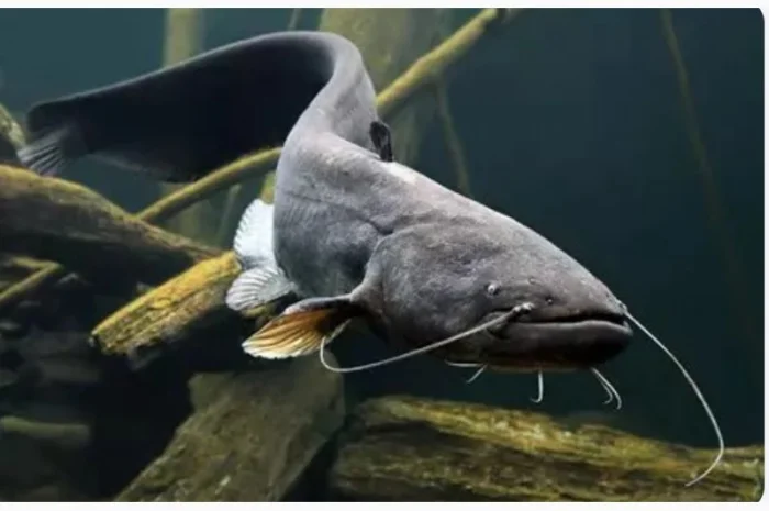 Продам сом речной- фото № 3