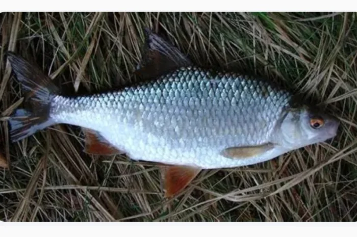 Куплю плотву тарань чехонь- фото № 1