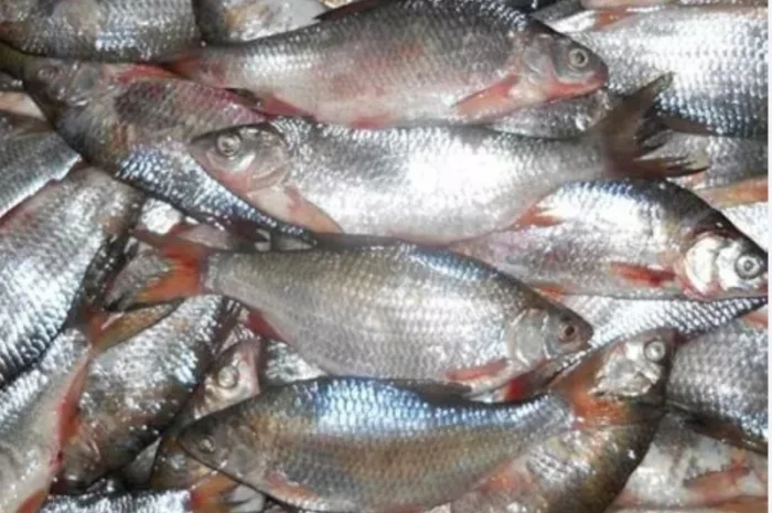 Куплю плотву- фото № 1