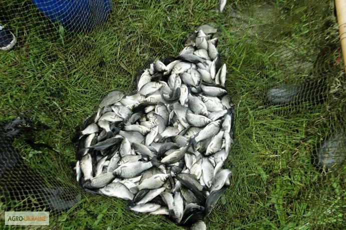 Пропонується зарыбок карася- фото № 1