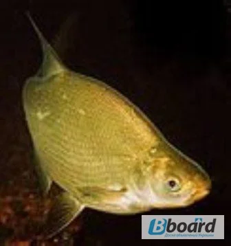 Рыбхоз реализует оптом охлажденную и свежемороженую рыбу- фото № 1