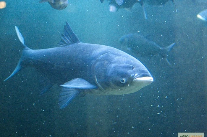 Продам товстолоб 5-, 5+, 10+. Охолоджений, та свіжоморожений. Опт- фото № 1