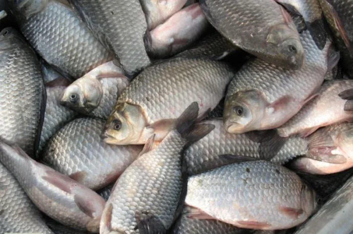 Продам оптом речную и ставковую рыбу- фото № 1