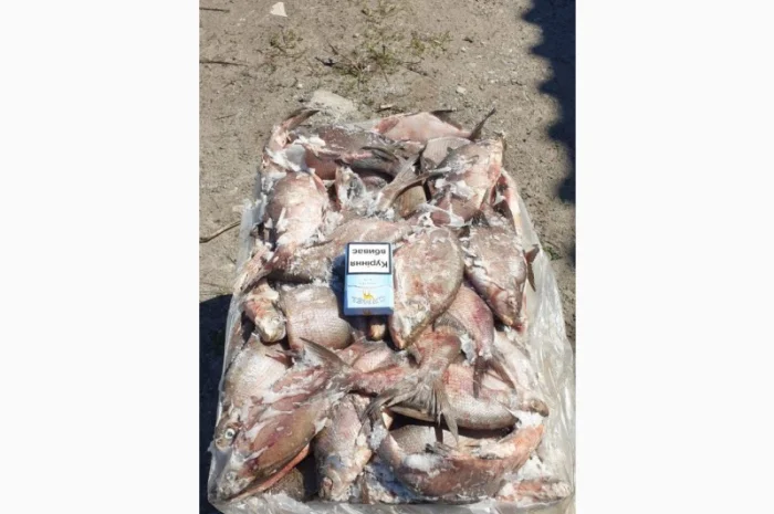 Продается свежемороженая рыба - густера и окунь- фото № 1