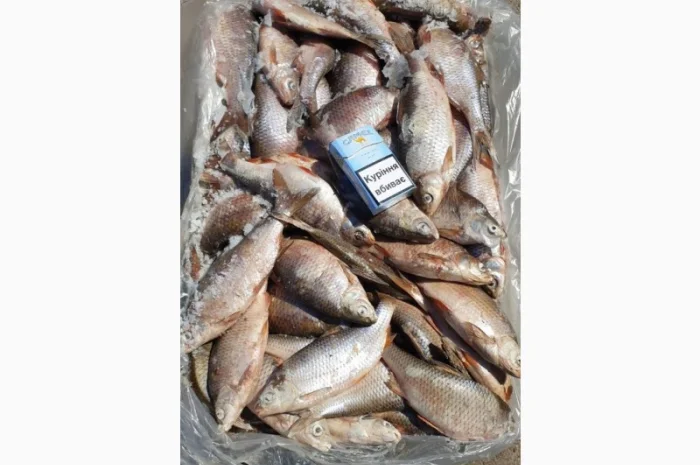 Продам свежемороженую рыбу - тарань, судак. Опт- фото № 2