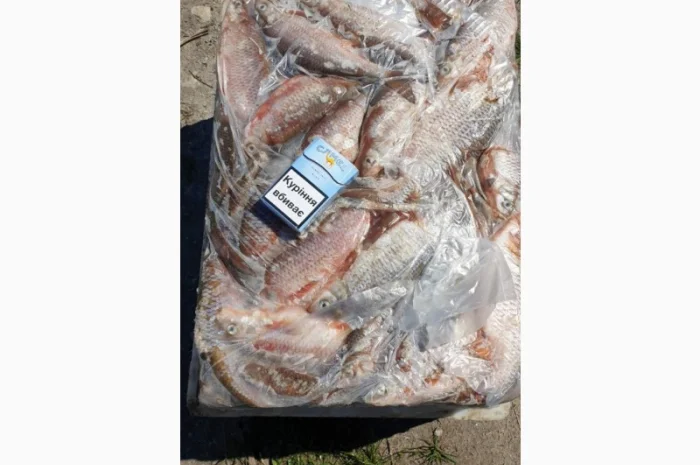 Продам свежемороженую рыбу - тарань, судак. Опт- фото № 3