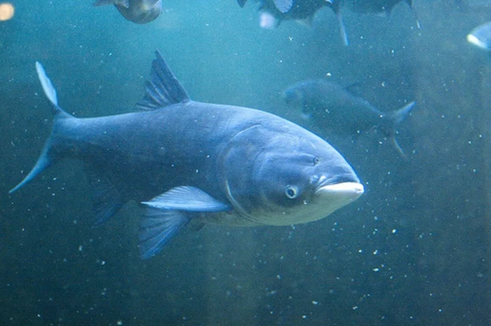 Куплю товстолобик 1-2 кг оптом от 2 тонн- фото № 1