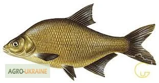 Куплю плотву и другую рыбу оптом- фото № 1