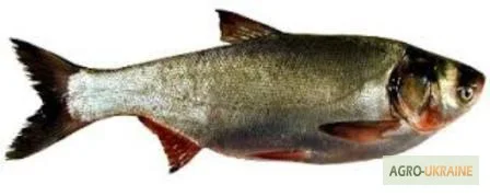 Куплю товстолобика 10+ без посредников оптом- фото № 1