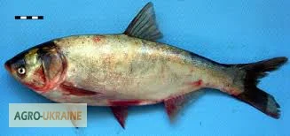 Куплю толстолоб 5+, 10+ оптом- фото № 1