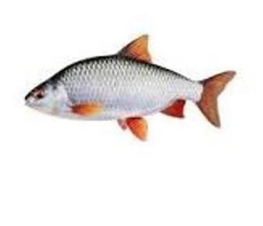 Куплю ставковую рыбу оптом с возможностью самовывоза- фото № 1