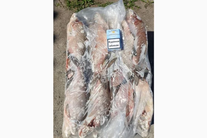 Куплю толстолоба 1+, 5+, 10+ и щуку- фото № 1