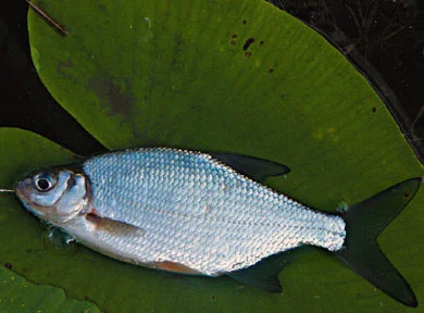 Куплю леща и плотву- фото № 1