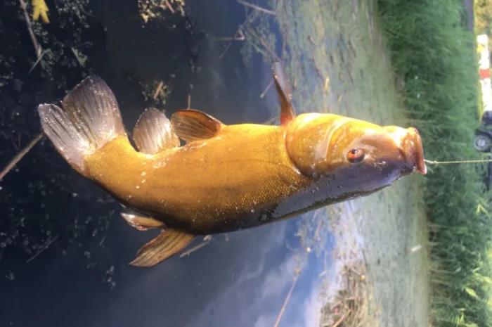 Пропонується товарна прісноводна риба- фото № 1