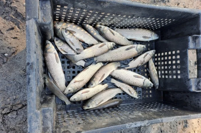 Продам зарибок амура- фото № 1