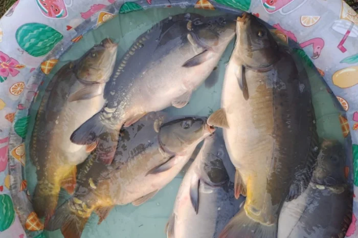 Пропозиція трофейного дзеркального коропа- фото № 10