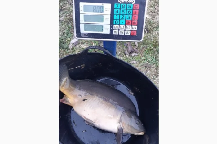 Пропозиція трофейного дзеркального коропа- фото № 12