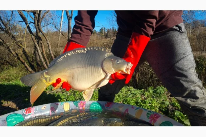 Пропозиція трофейного дзеркального коропа- фото № 2