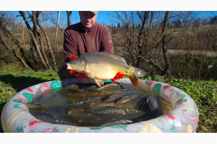 Пропозиція трофейного дзеркального коропа- фото № 4