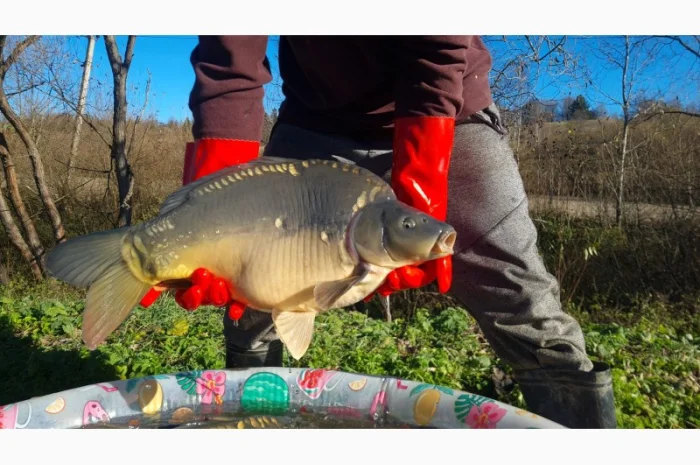 Пропозиція трофейного дзеркального коропа- фото № 5