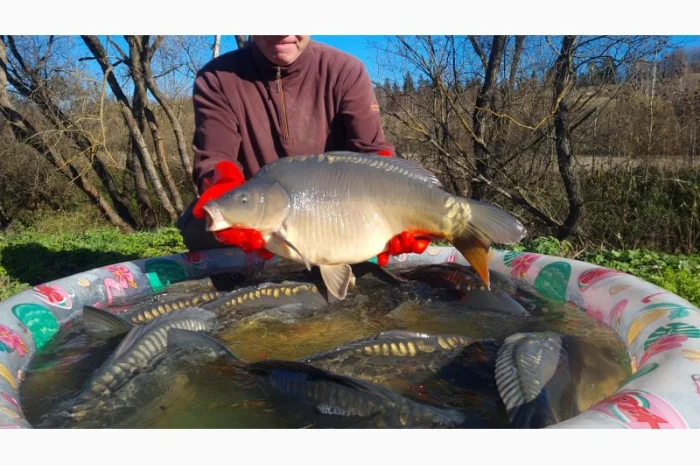 Пропозиція трофейного дзеркального коропа- фото № 6