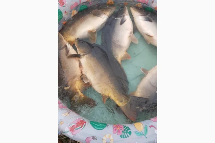 Пропозиція трофейного дзеркального коропа- фото № 7